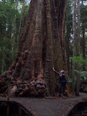 Big Tree