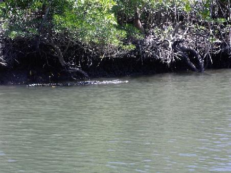 Crocodile Cruise