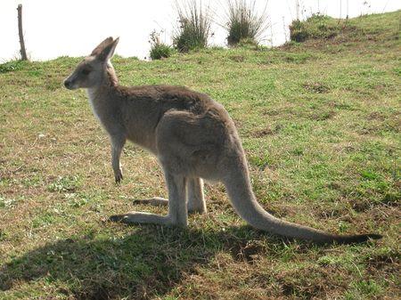 Kangaroo