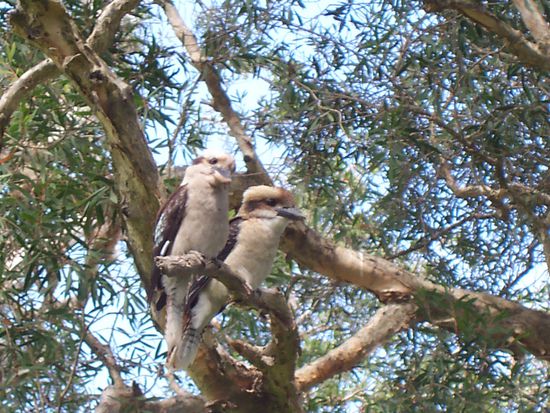 Kookaburras im Myall Lakes NP