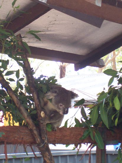 Koala Hospital Port Macquarie