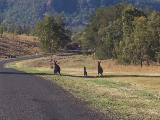 Kangaroos along the street