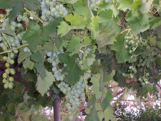 Grapes