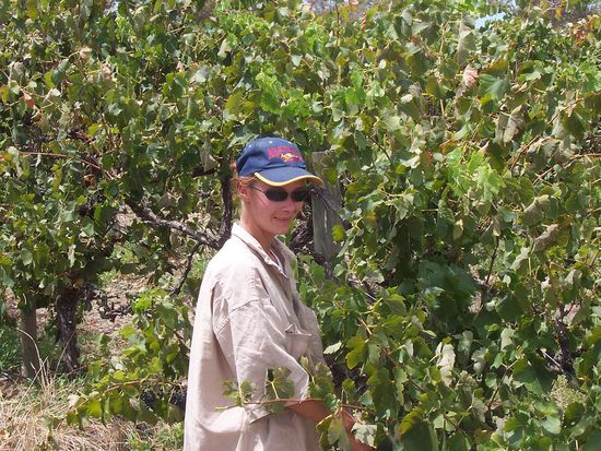 meine "geliebten" Grapes