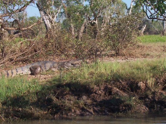Crocodile Cruise