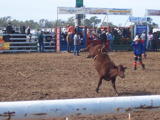 Bullenreiten - schon ohne Reiter