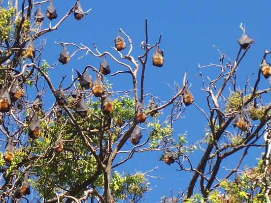Fledermaeuse im Botanic Garden