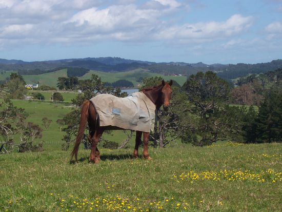 gruen, gruen und mehr gruen
