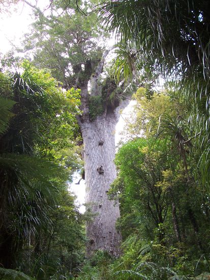 Tane Mahuta - Waipoua Kauri Forest