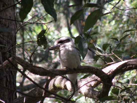 Kookaburra