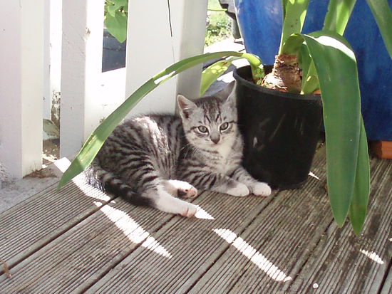 niedliche kleine Mietzekatzen gabs auch
