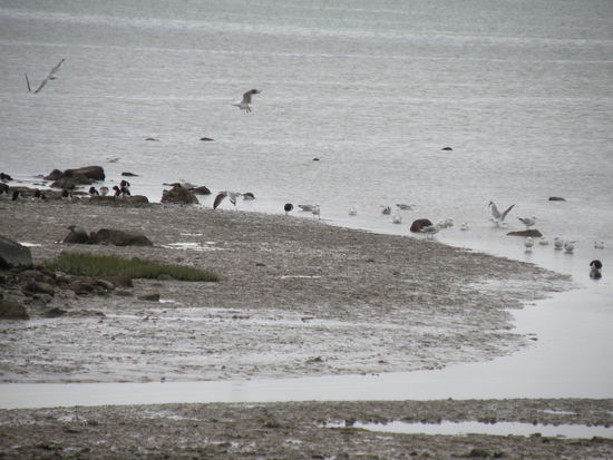 Bird-Hideout in Thames