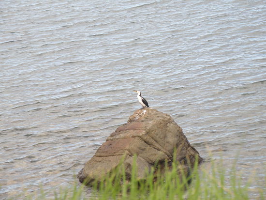 Nee, ist kein Pinguin auch wenn's aus der Entfernung so aussieht