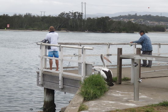 Windang. Beim Morgenspaziergang