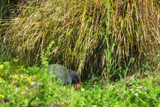 Der Takahe