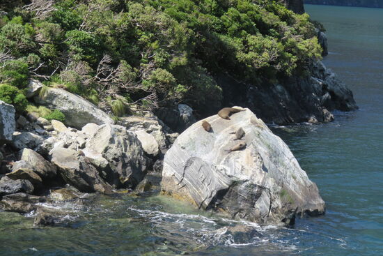 Seerobben beim Sonnenbaden