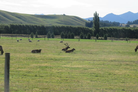 Auf dem Weg zurück: Deerfarming!