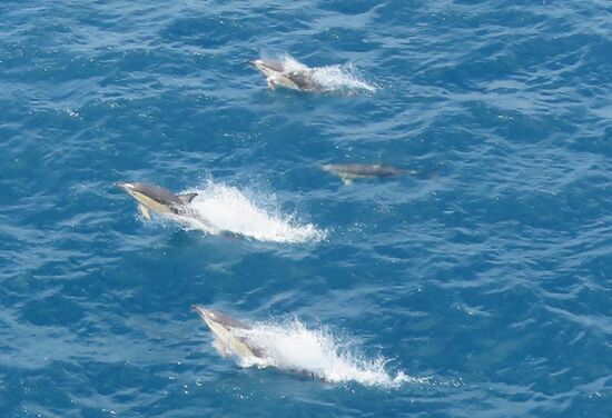 Delphine begleiten uns auf der Überfahrt.