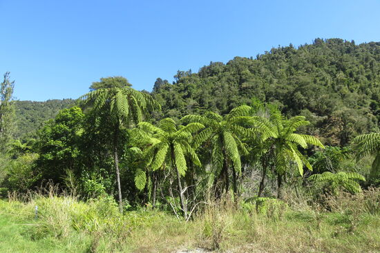 Farnbäume (Silberfarn)