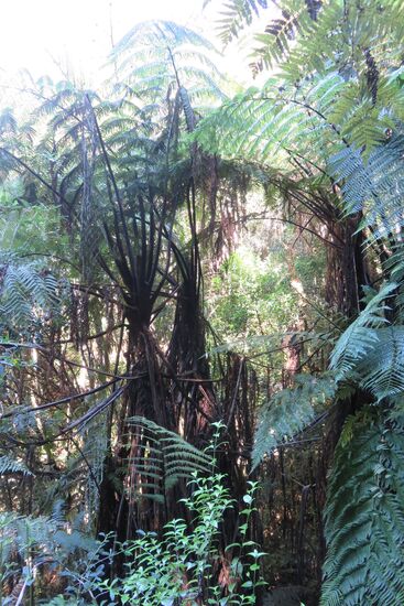 Auf dem Weg zur Brücke ins Nichts durch den Regenwald