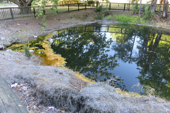 Spaziergang durch den Kuirau  Park entlang der Thermalquellen