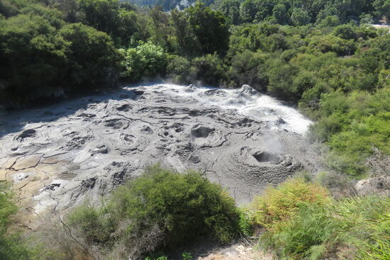 Im Te Puia Park: Größtes Schlammbecken im Gebiet mit bis zu 10 Meter Tiefe. Allein die Manuka Sträucher und Kaunda Bäume wachsen in der heißen Erde.
