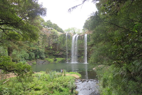 Die bekannten Wasserfälle bei Whangarei, ca. 1 Stunde Wanderung durch den Regenwald am Hatea-Fluss entlang. 25 Meter tief fällt das Wasser hier.