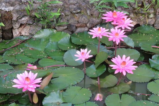 An den wunderschönen Seerosen durften wir uns täglich auf dem Weg zum Strand erfreuen.