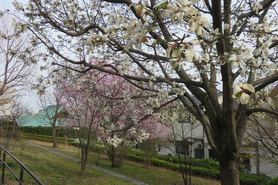 Kleinstadtidylle in Tokyo Segayata