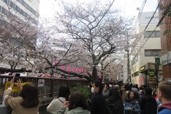 Hanami am Meguro Bach