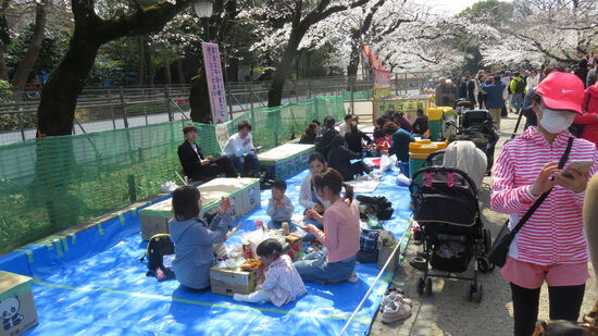 Hanami-Picknick im Ueno-Park