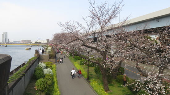 Kirschblüte am Sumida-Fluss
