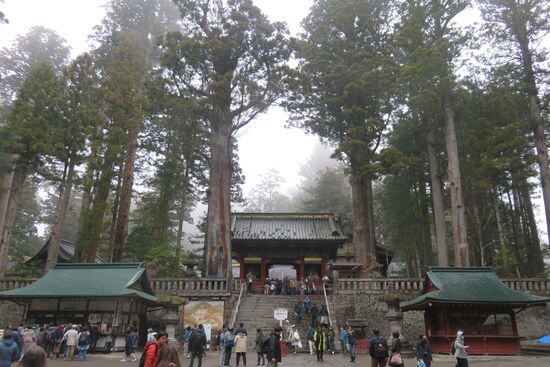 Entlang des Aufgangs die hohen und gerade gewachsenen Sicheltannen