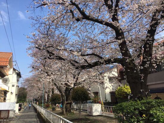 Kirschblüten in unserer Wohngegend