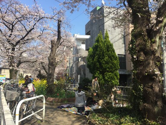 Auch hier versammeln sich die Anwohner zum  Hanami-Picknick am Sonntag.