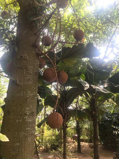 Kanonenkugelbaum in der Anlage. Wir haben ihn so zu sehen bekommen.