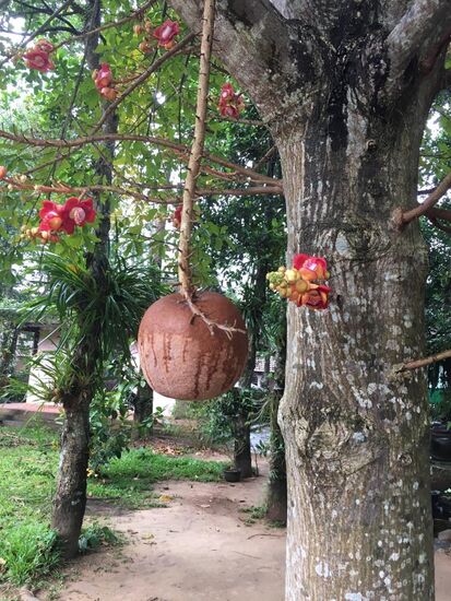 Die Blüten zeigen sich erst später. Unser Reiseleiter hat die Fotos uns zur Verfügung gestellt.