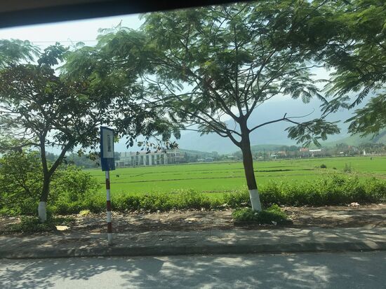 Reisfelder zu beiden Seiten der Nationalstraße. Drei Ernten im Jahr ermöglicht die Witterung. Und Reisanbau bedeutet immer noch vor allem Handarbeit.
