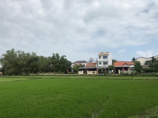 Reisfelder entlang der Straße zum Meer.