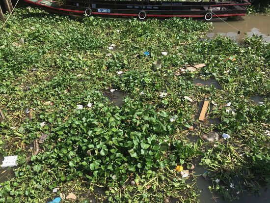 Unrat verschickt sich mit Wasserhyazinthen an den Fluss- und Kanalufern.