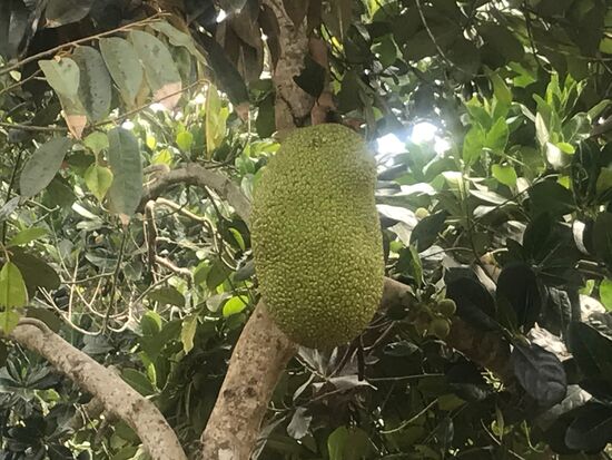 Es geht vorbei an Bäumen mit den großen Jackfrüchten.