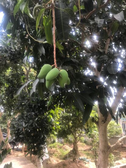 Reifende Mangofrüchte am Baum.