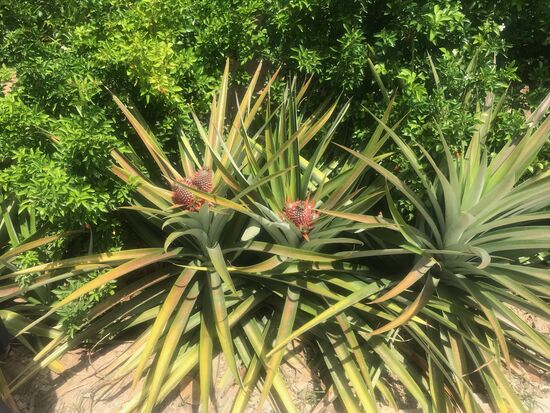 Ananasfrüchte am Strauch