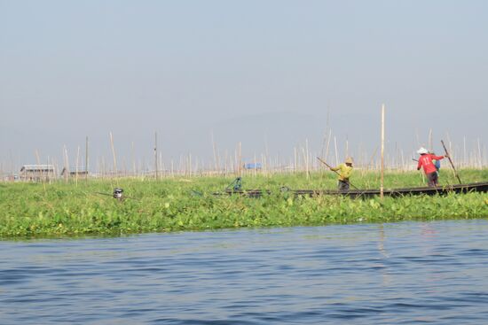 Beim Bearbeiten der schwimmenden Beete vom Inle See. Ca zwei Wochen werden für das Vorbereiten benötigt, nach vier Wochen werden die Produkte geerntet. Wir haben vor allem Tomaten- und Blumenbeete gesehen. Die Früchte vom Inle See sollen sehr schmackhaft und lange haltbar sein.