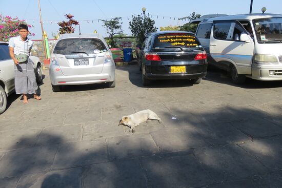 Überall in den Straßen und Plätzen streunen wilde Hunde. Meist bellen und beißen sie nicht. Sie sind friedlich, weil die Menschen gut zu ihnen sind, zumeist jedenfalls. Und auf den Straßen und Parkplätzen werden die Hunde umfahren. Immer wieder haben wir beobachtet, wie Hunde mitten auf Kreuzungen ihr Sonnenbad genommen haben und jemand störte sich an ihnen.