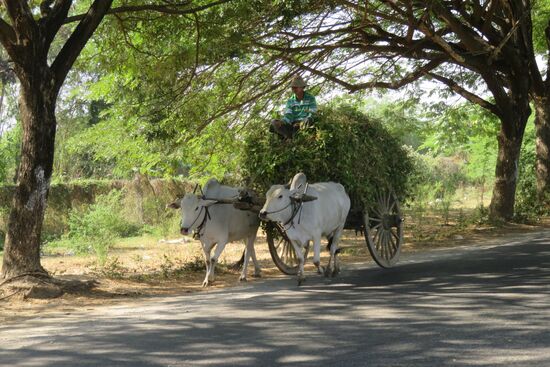 Ochsenkarren als Transportmittel für die Bauern.