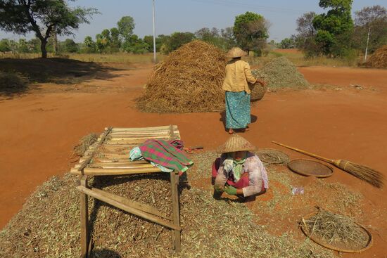Mutter und Tochter beim Bohnen verlesen in der prallen Mittagshitze.