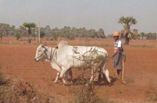 Feldarbeit mit Holzegge und Ochsen. Ein Bild wie aus längst vergangenen Zeiten.