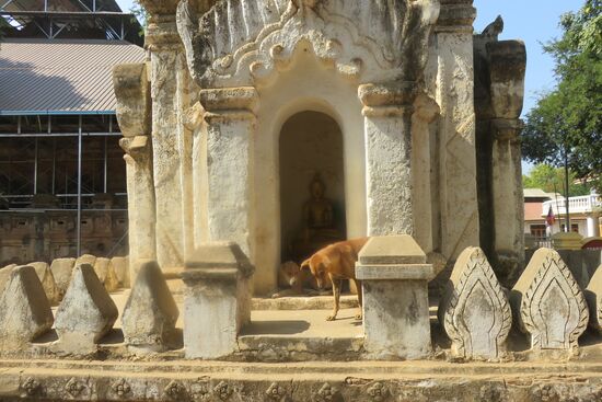 Auch die streunenden Hunde fühlen sich in der Nähe von Buddha wohl.