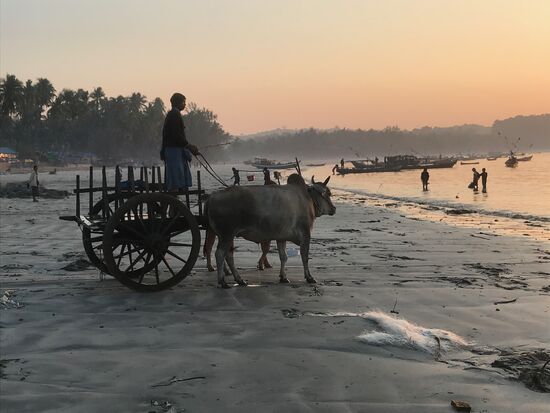 Mit Ochsenkarren holen die Fischer den alltäglichen Fischfang von den vor der Küste angelegten Fischerbooten.